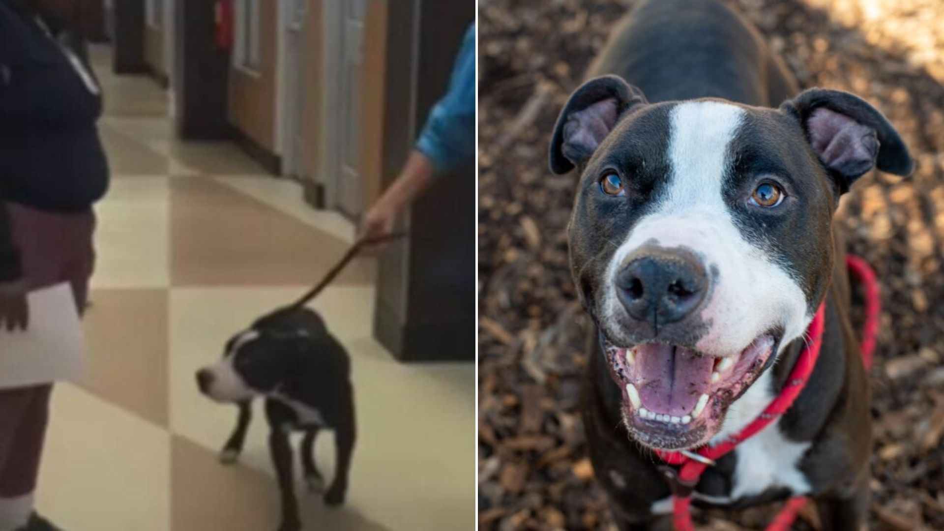 very cute senior dog