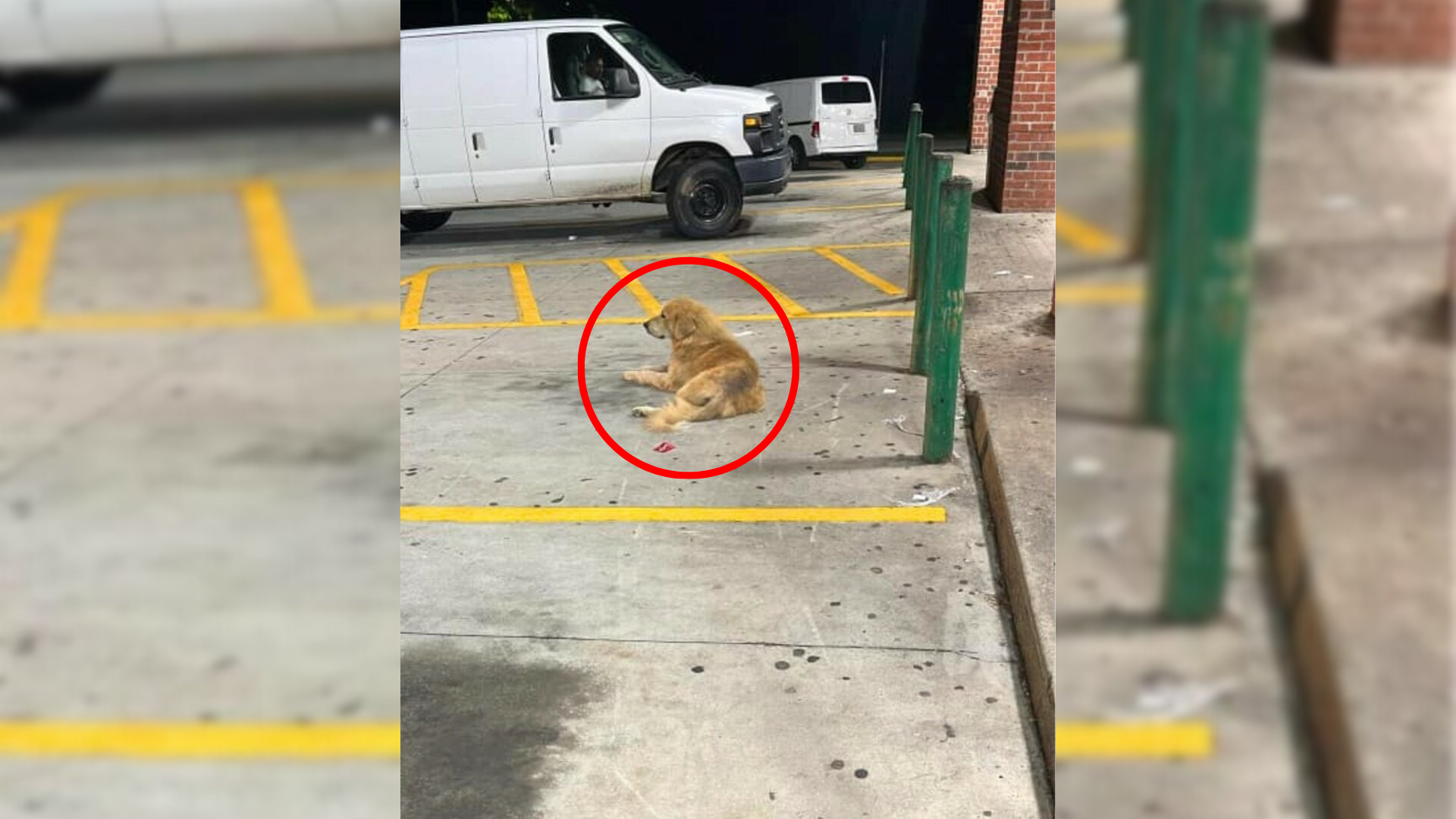 stray dog