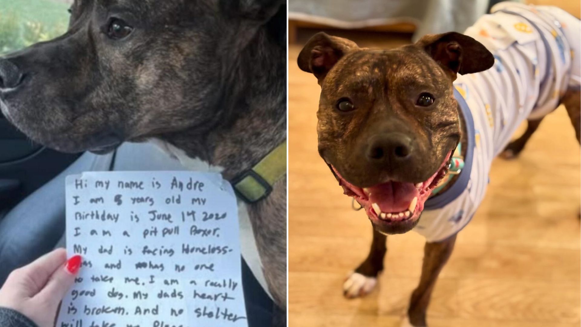 dog with note