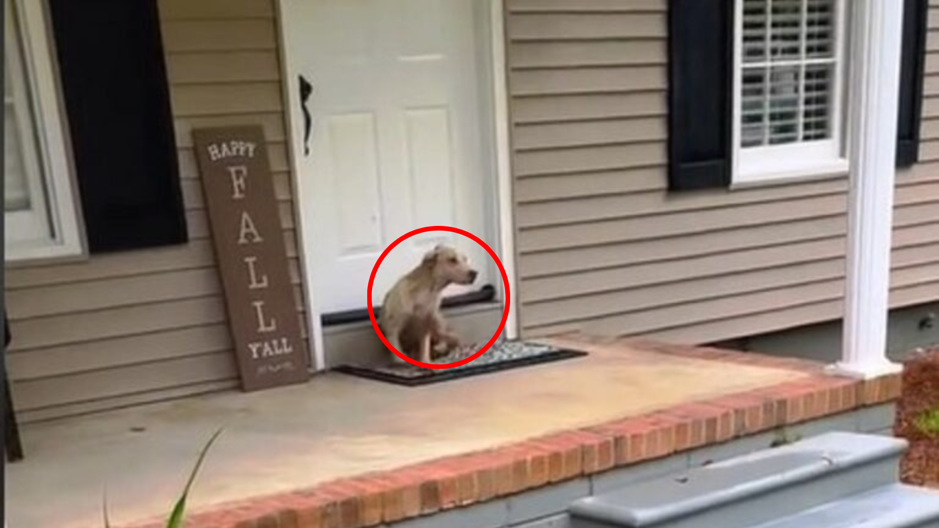 dog on a porch