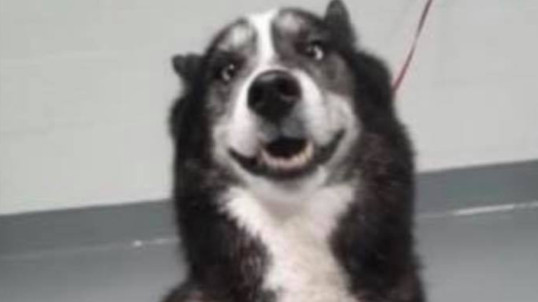 goofy dog
