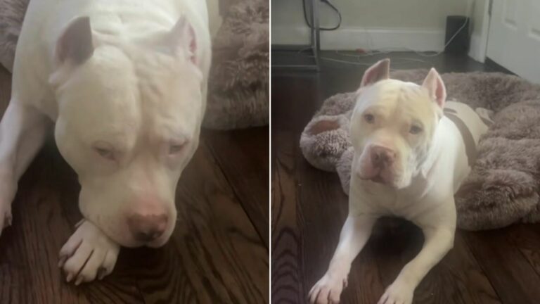 white dog laying down