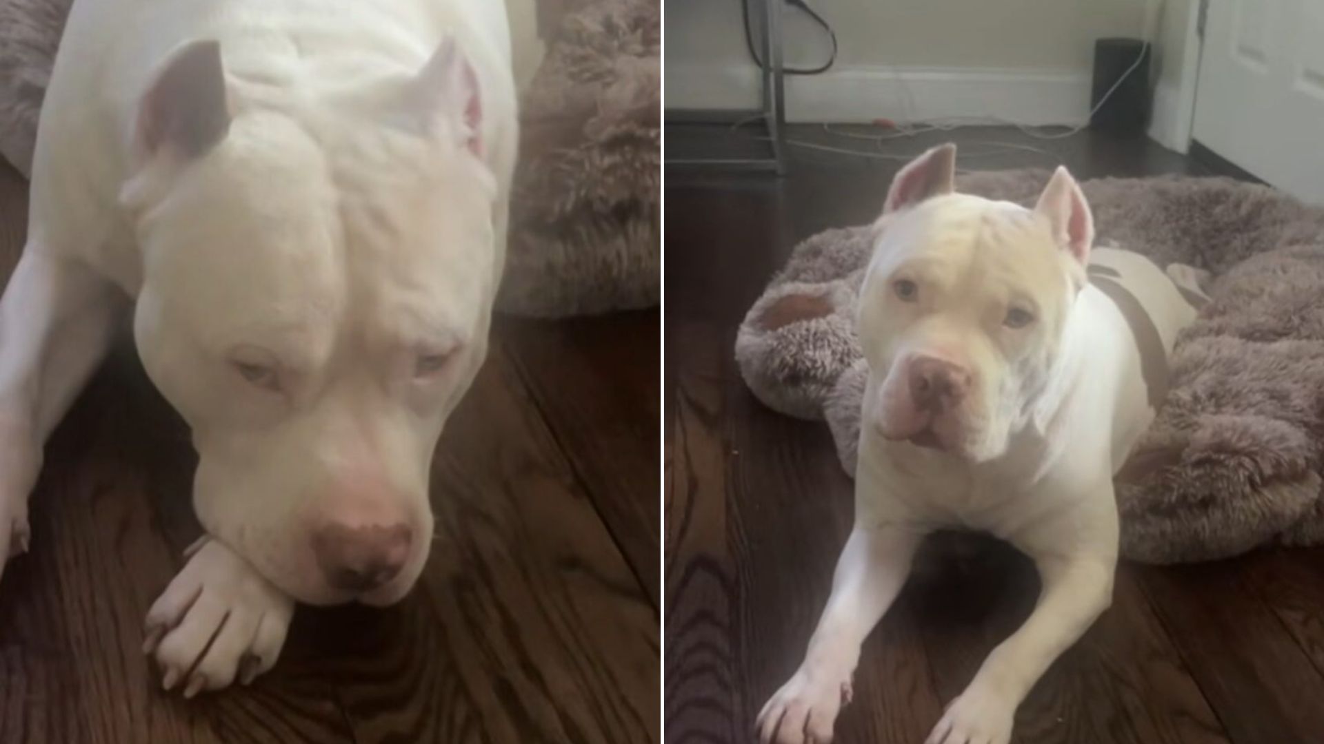 white dog laying down