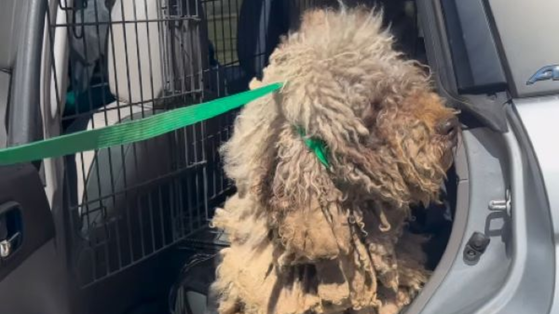matted dog