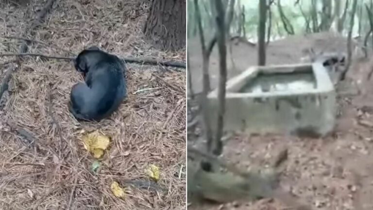 dog in woods