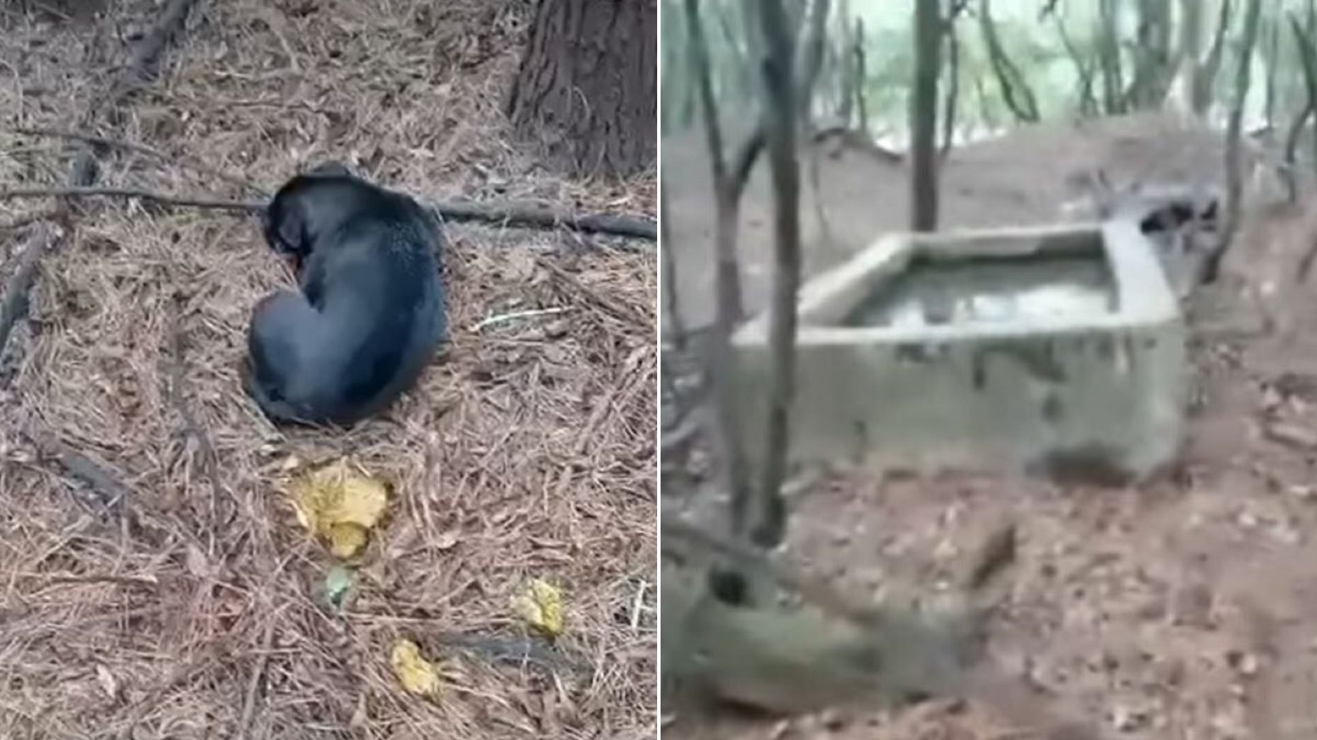 dog in woods
