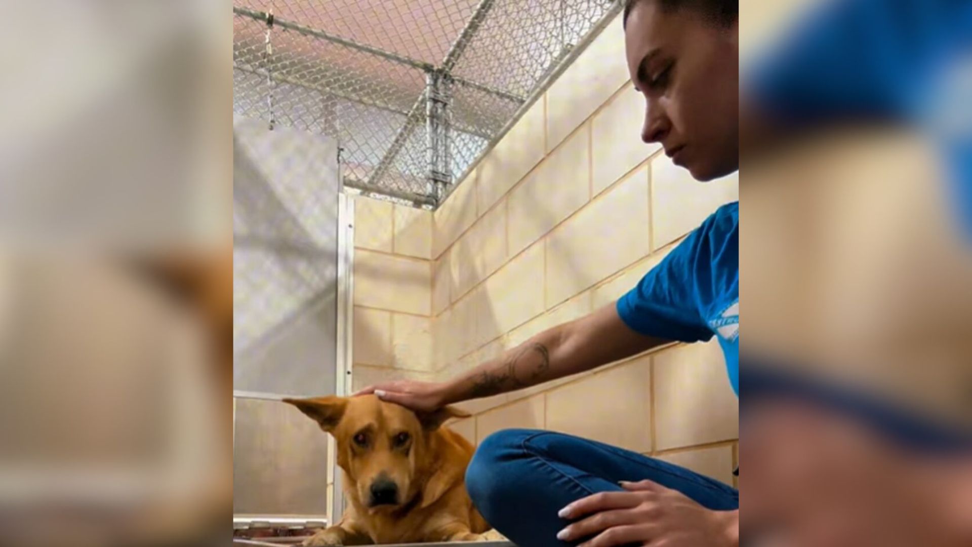 man petting a dog