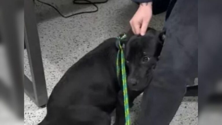 scared black dog