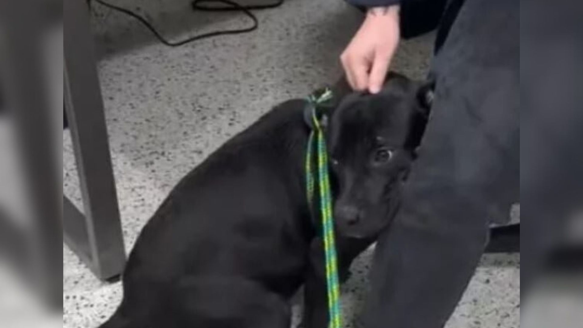 scared black dog