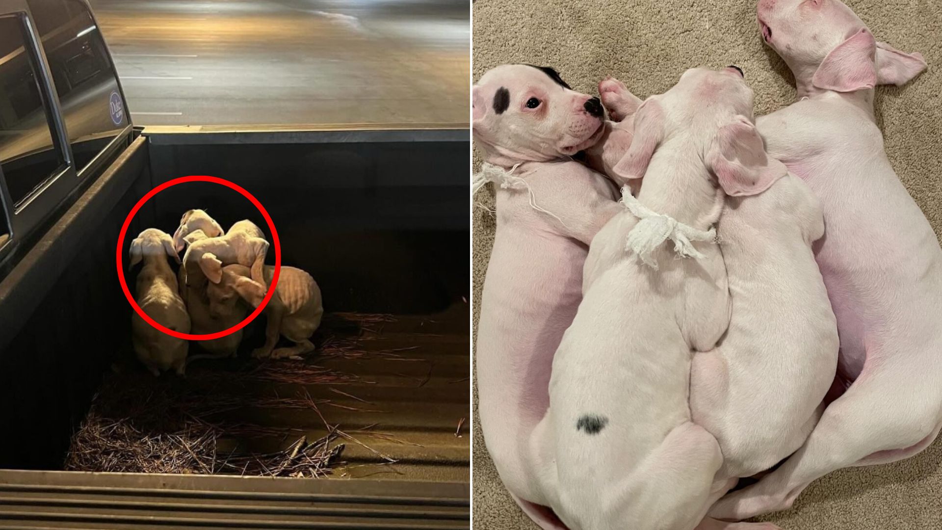 tiny puppies