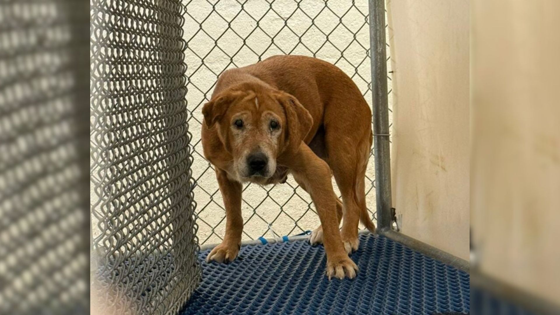 dog in crate
