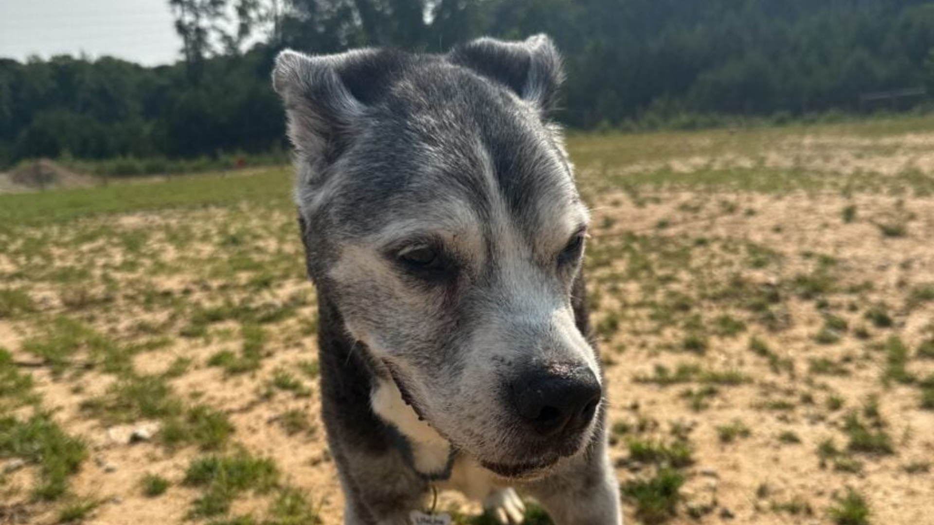 dog on a field