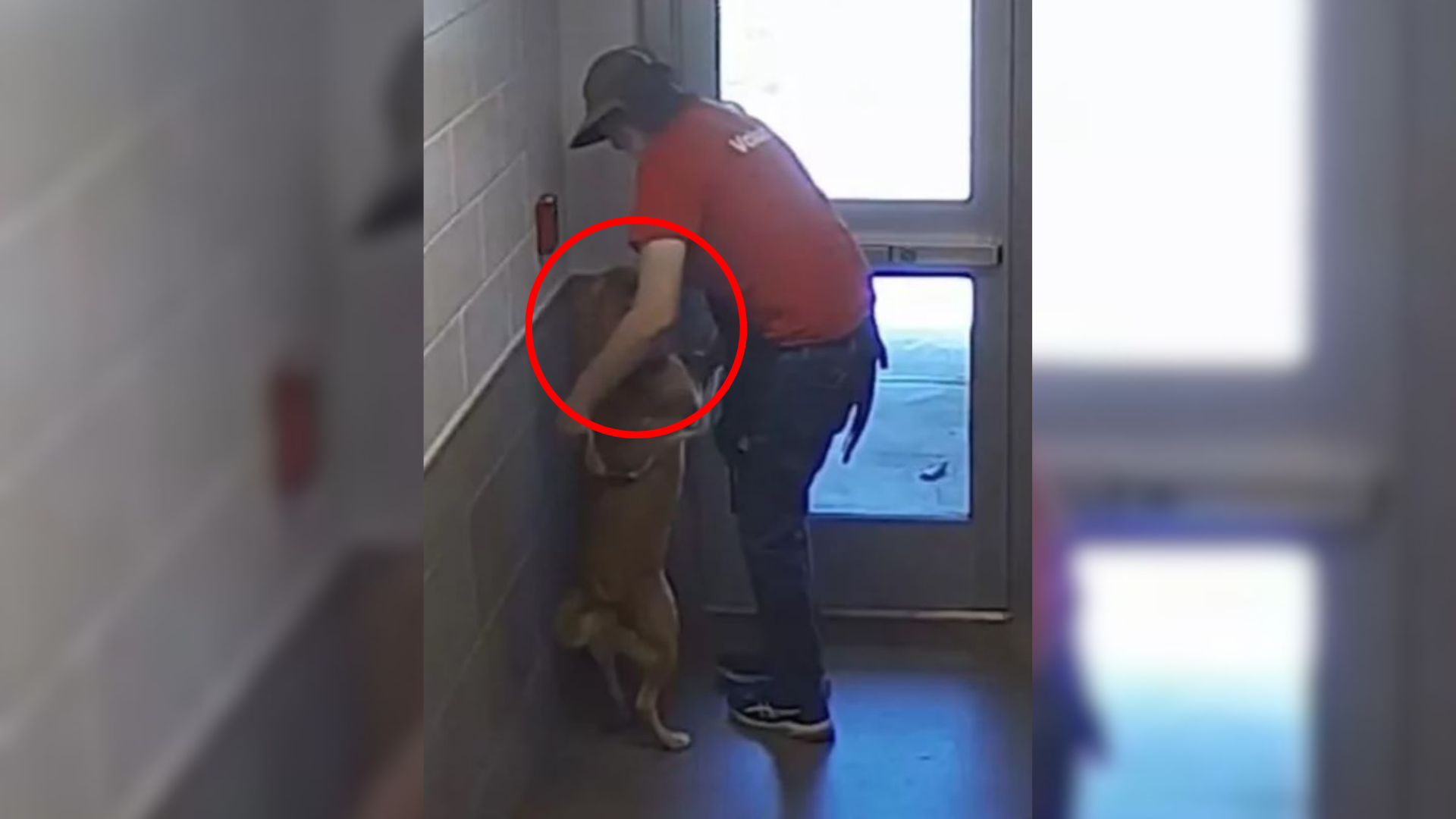 dog and man standing