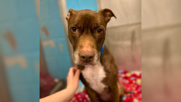 brown dog with sad eyes