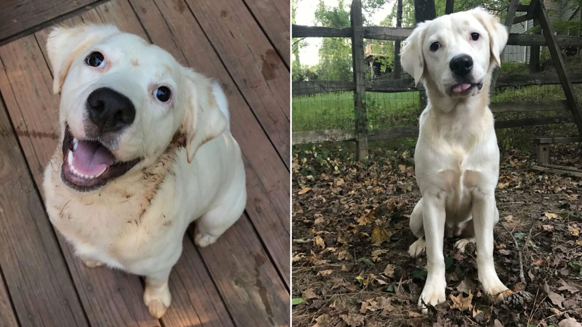 very cute white dog