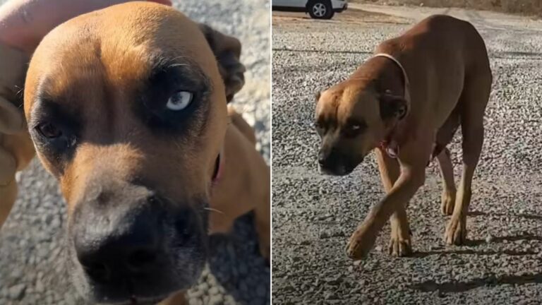 cute brown dog