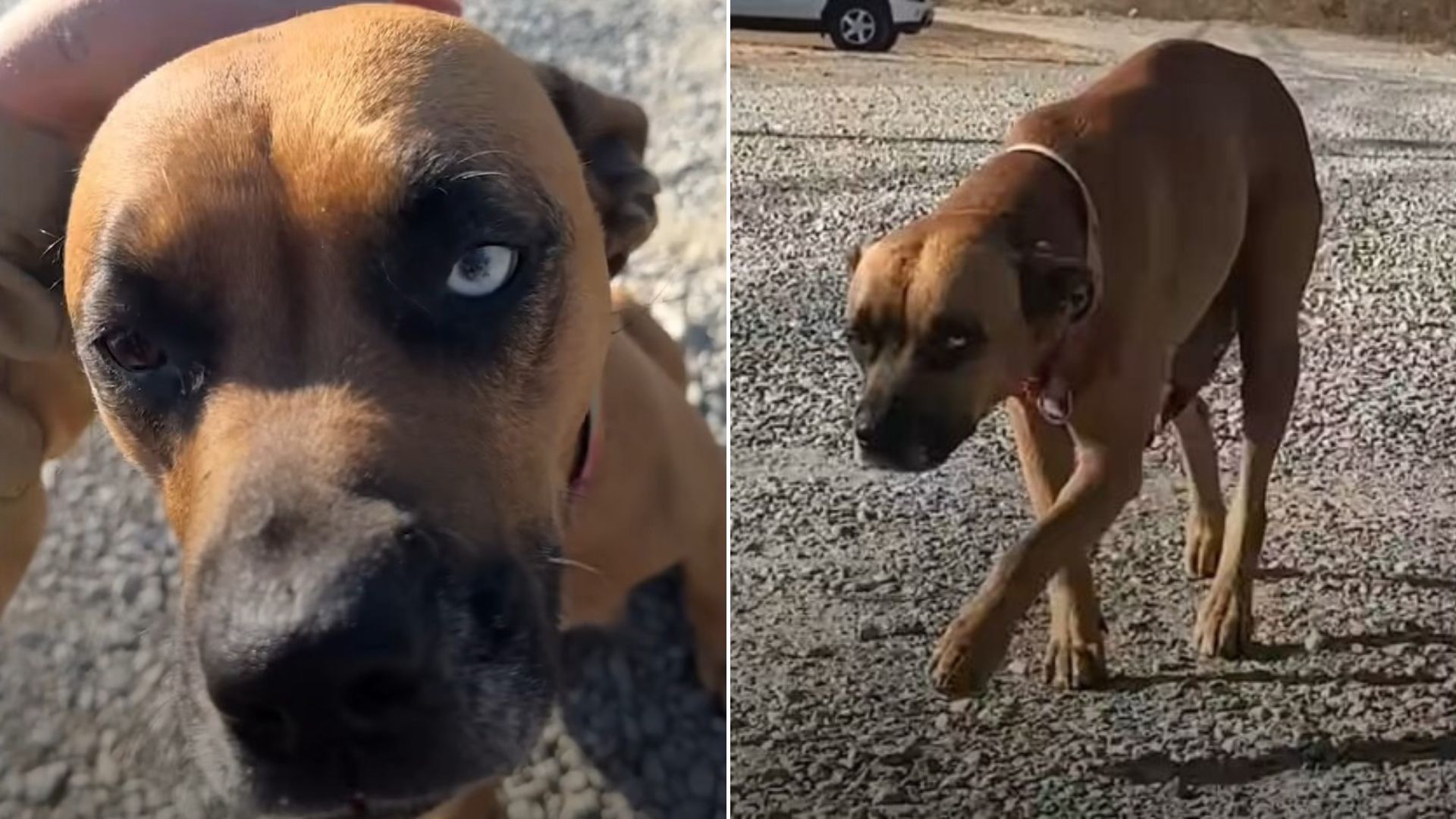 cute brown dog