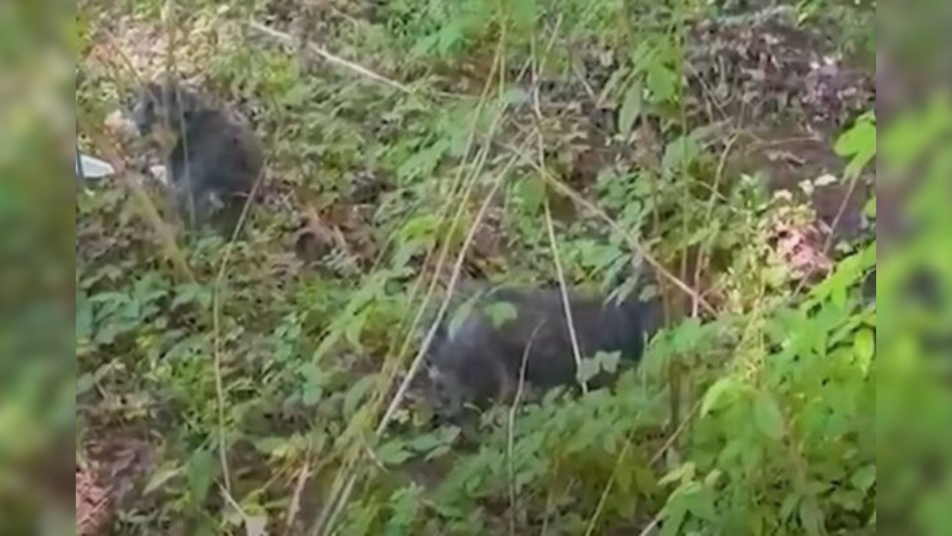 two animals in forest