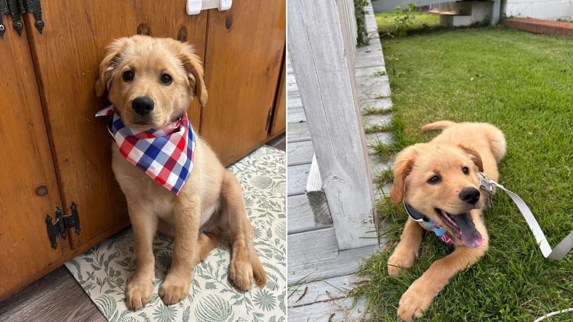 gorgeous dog