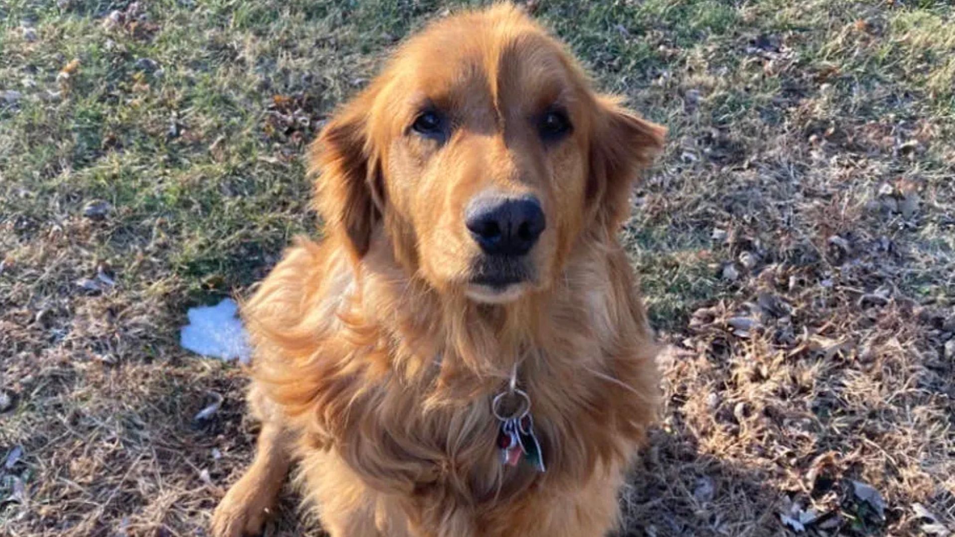 sweet Golden Retriever