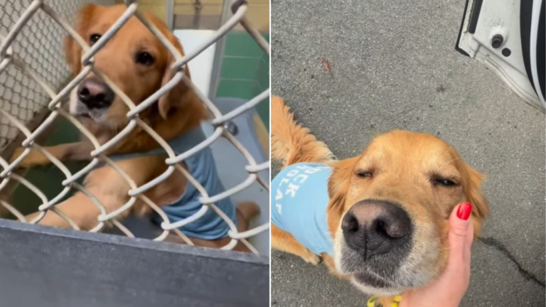 shelter dog