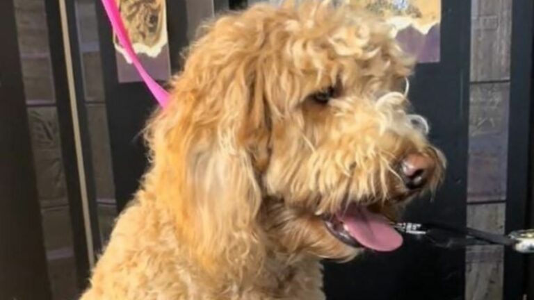 dog with sweet cut