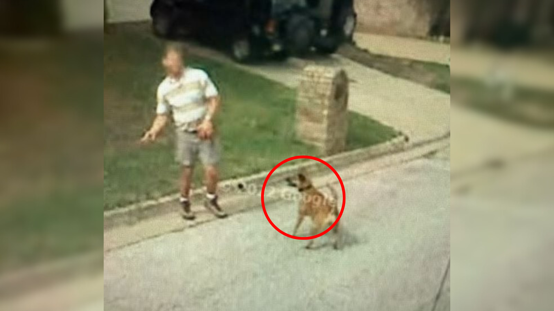 dog playing with man