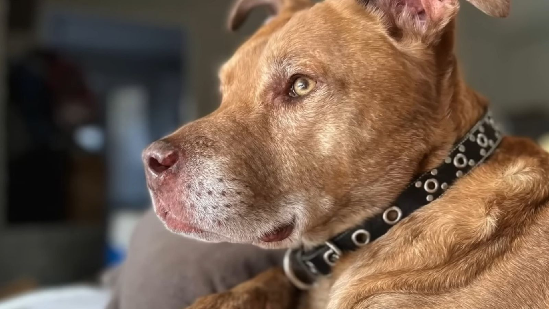 dog with collar