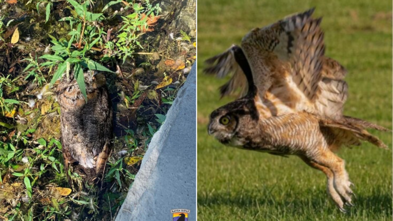 great horned owl