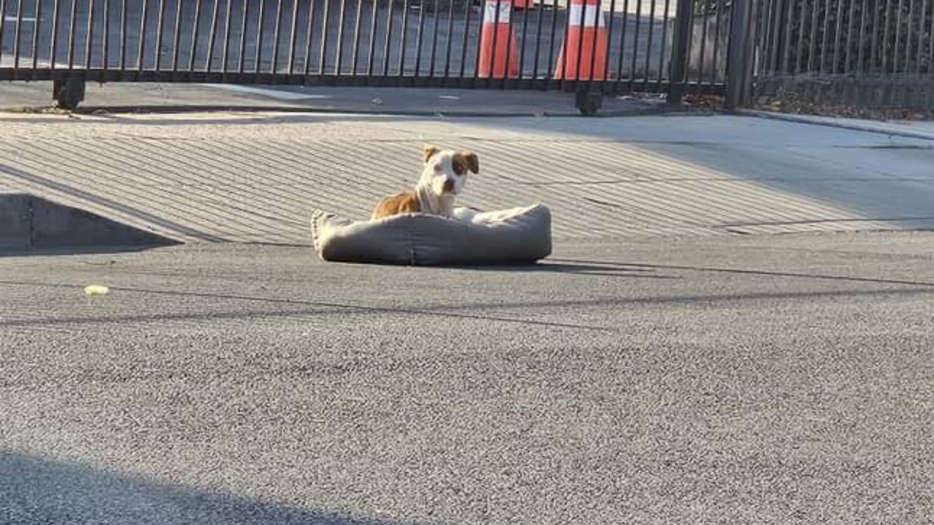 stray dog on the street