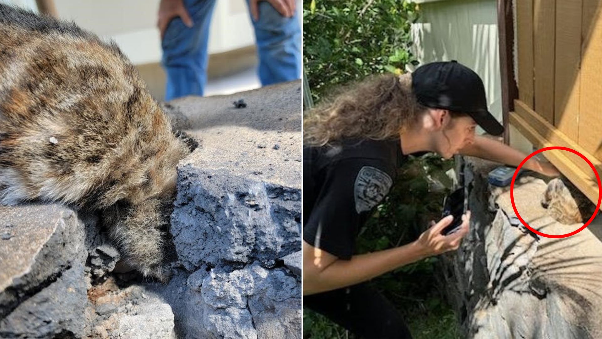 woman saving an animal