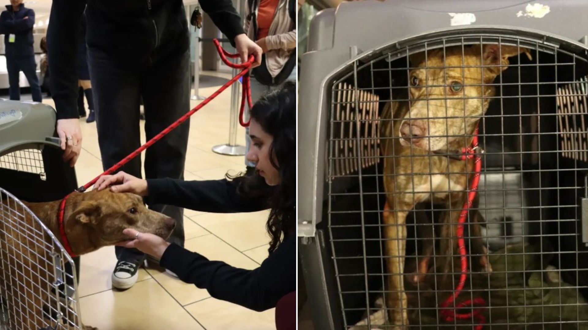 dog in crate