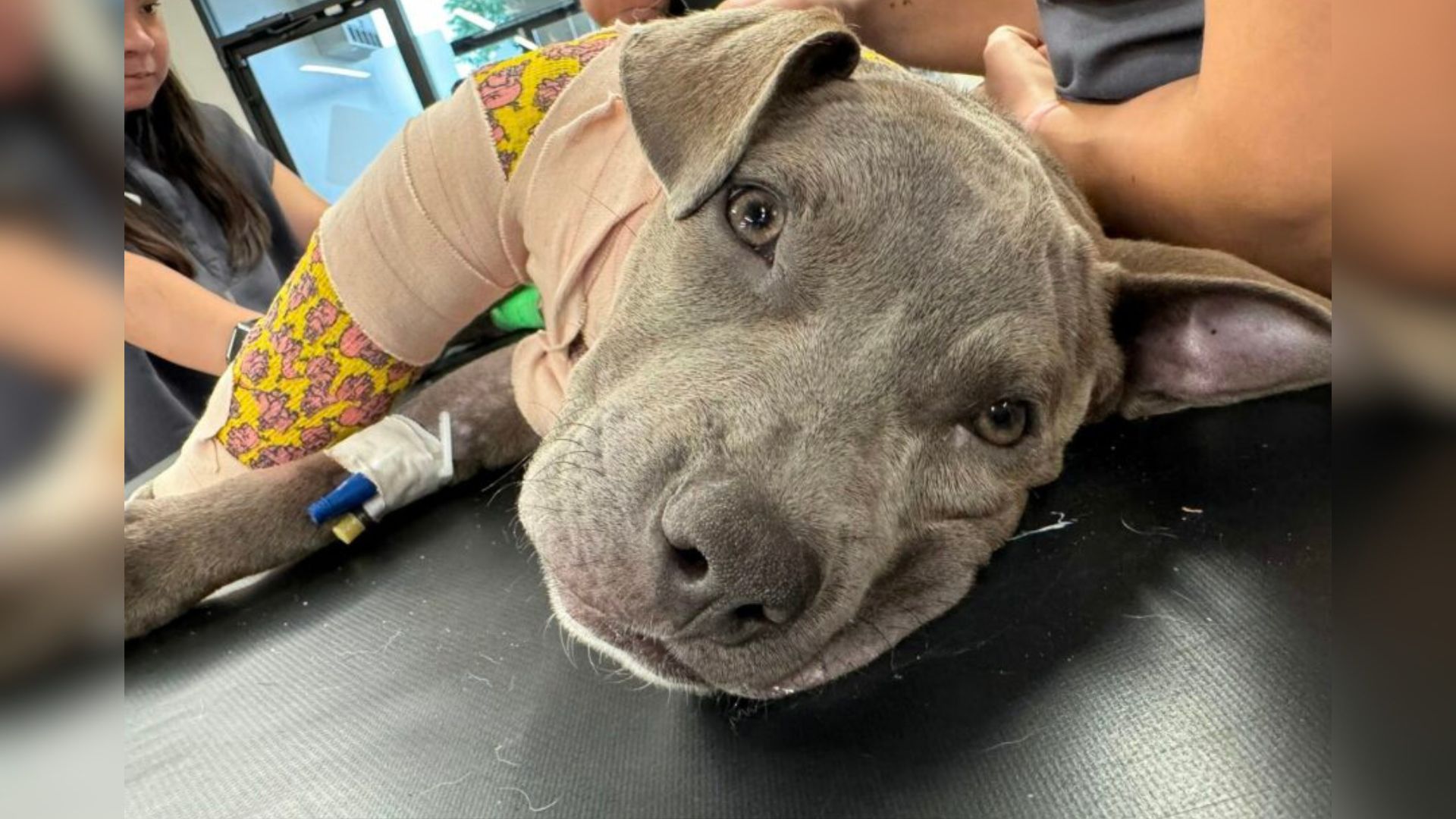 sweet gray dog