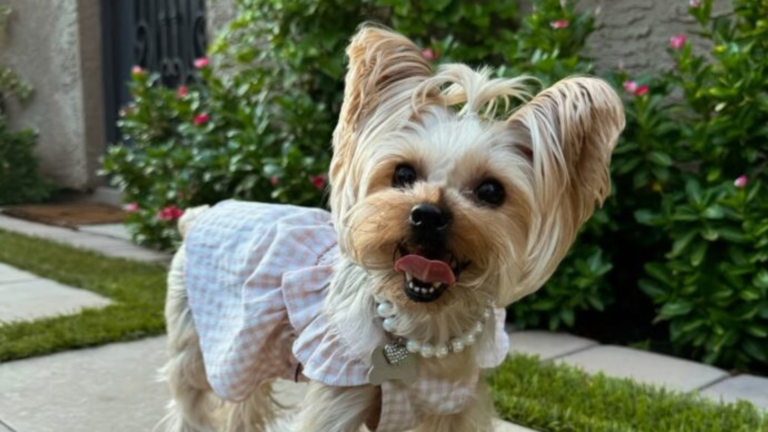 dog with pearls and dress