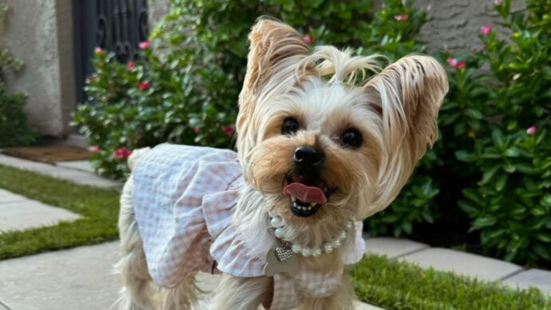 dog with pearls and dress