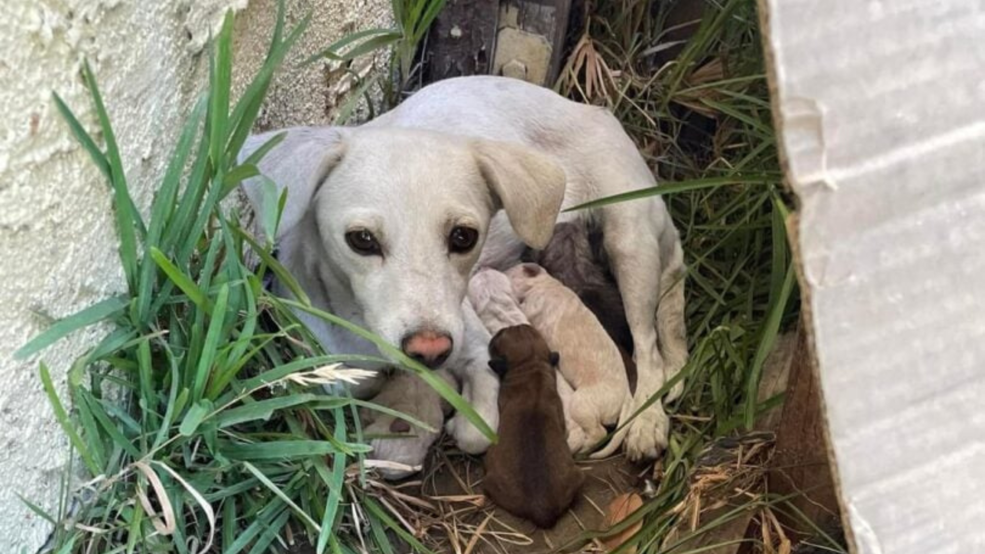 mother dog with tiny puppies