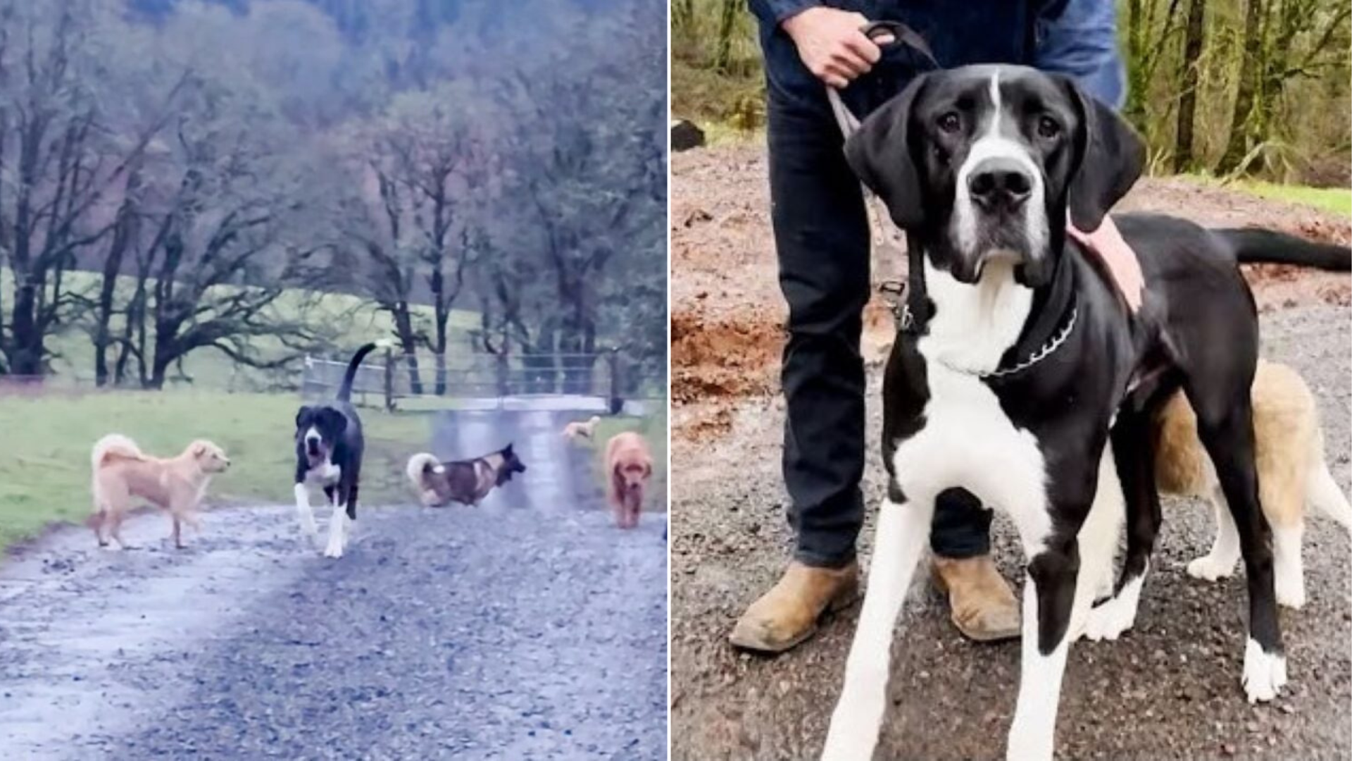 dogs in countryside