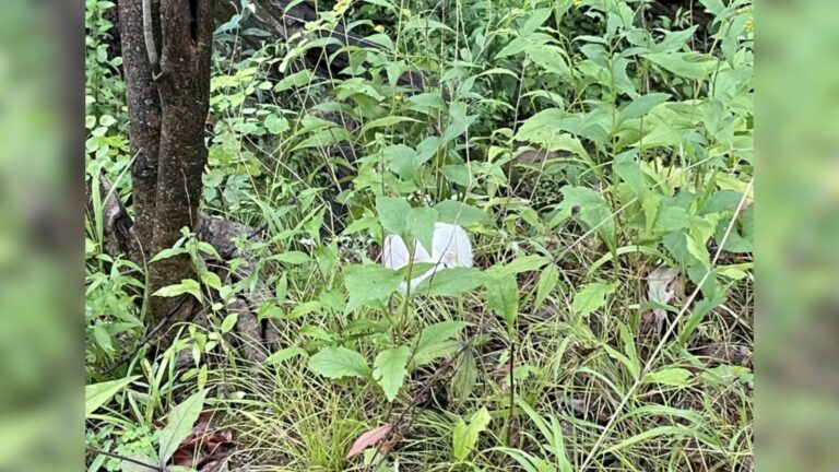 animal in forest