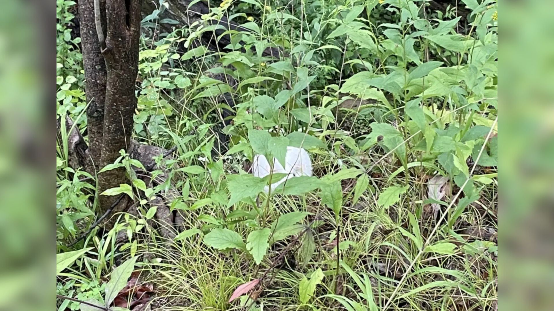 animal in forest