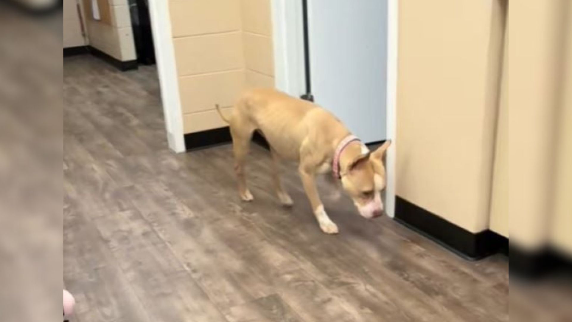 very cute senior dog