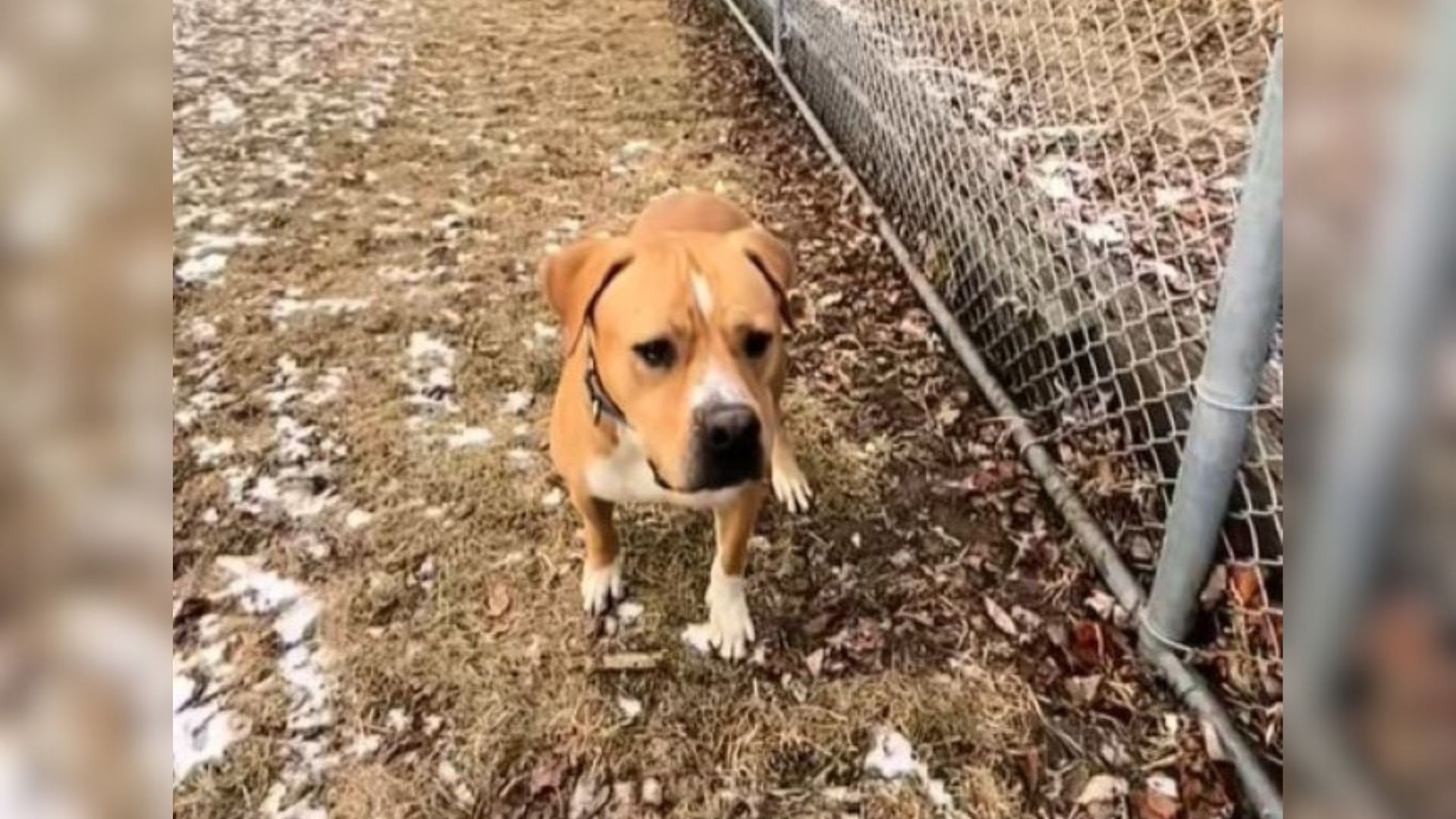 very cute brown dog
