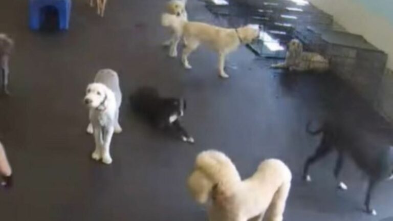 many dogs in room