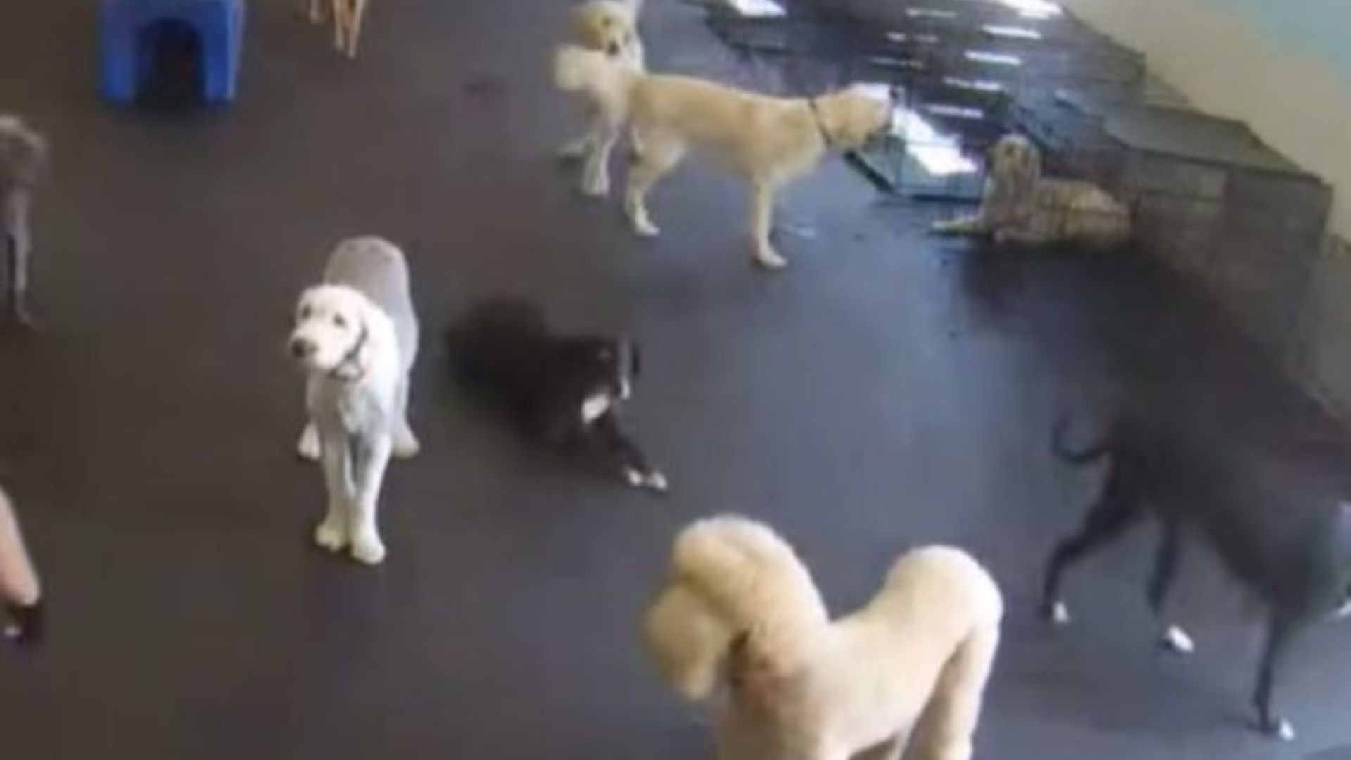 many dogs in room
