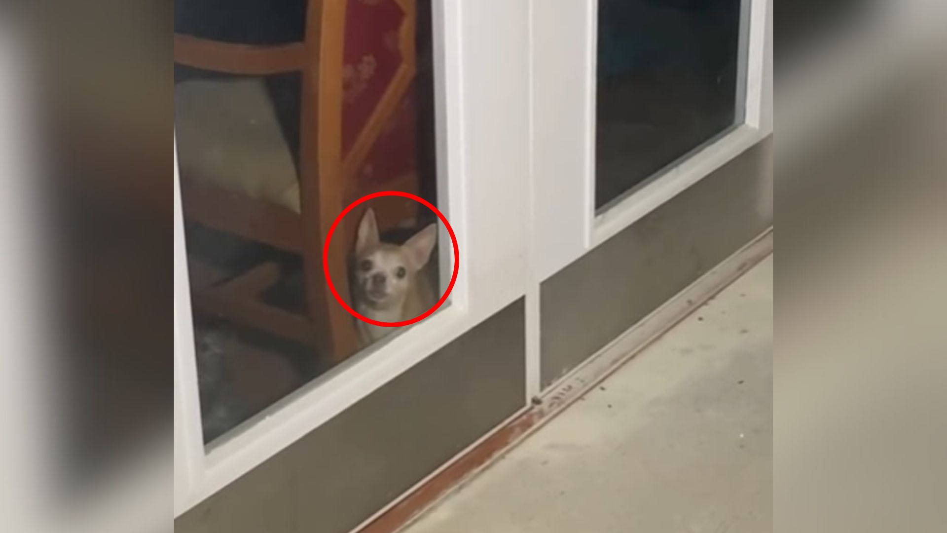 sweet tiny dog