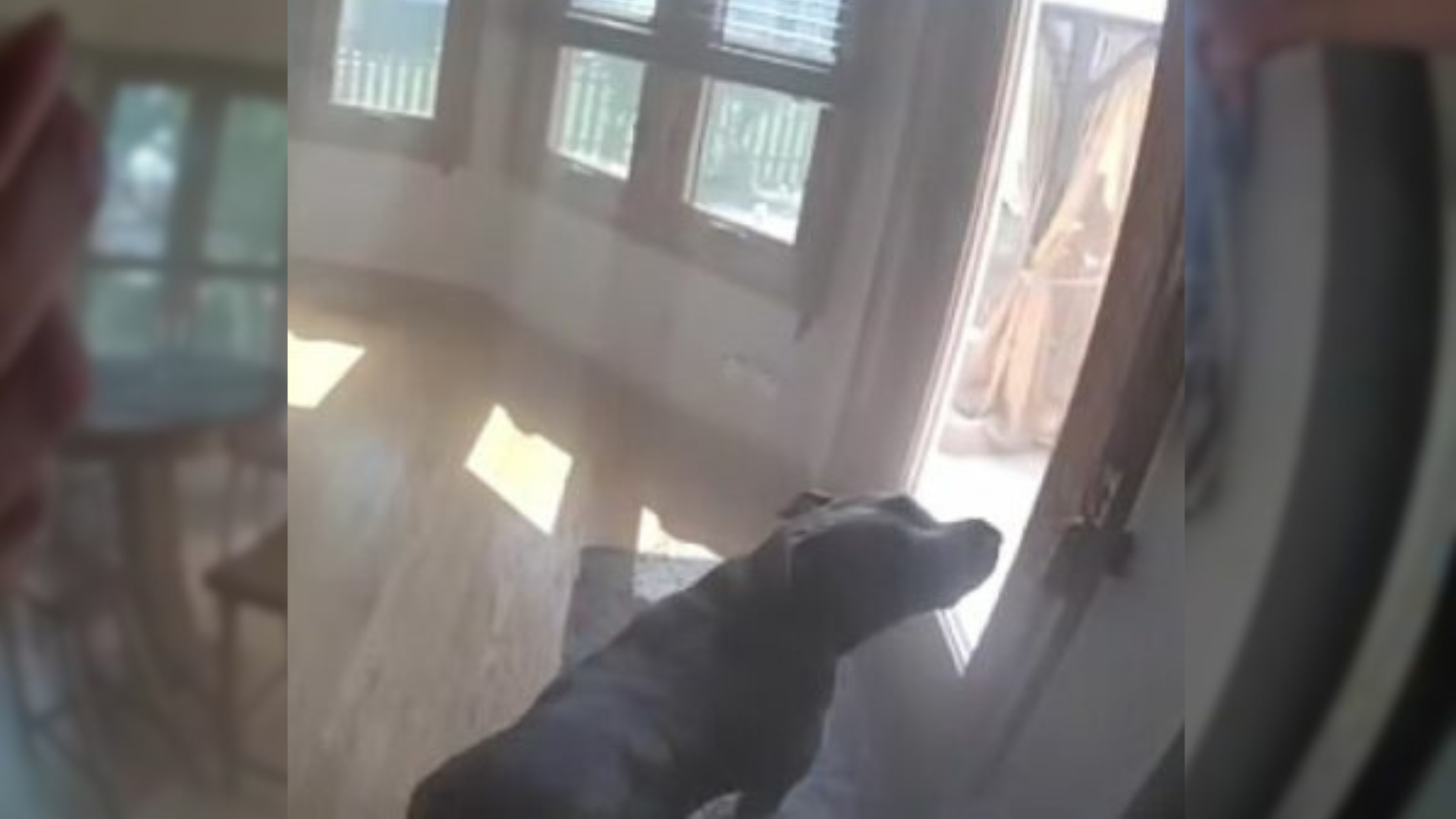 dog waiting by the door