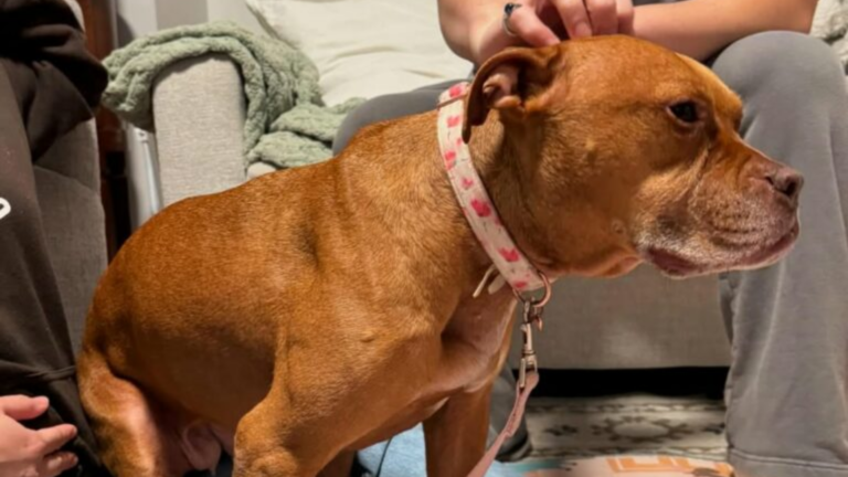 dog being petted