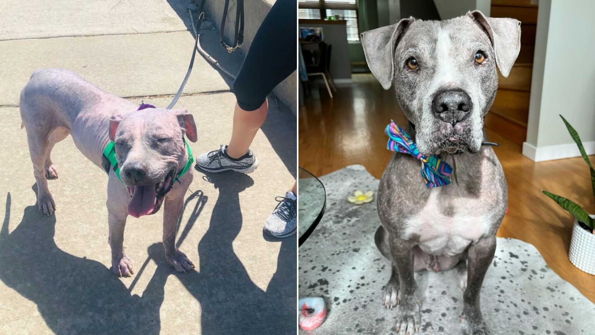 very sweet and joyful dog