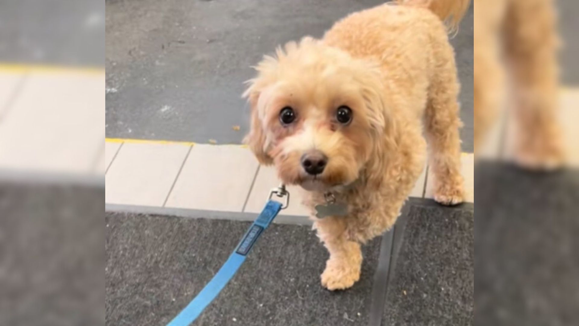 dog on leash