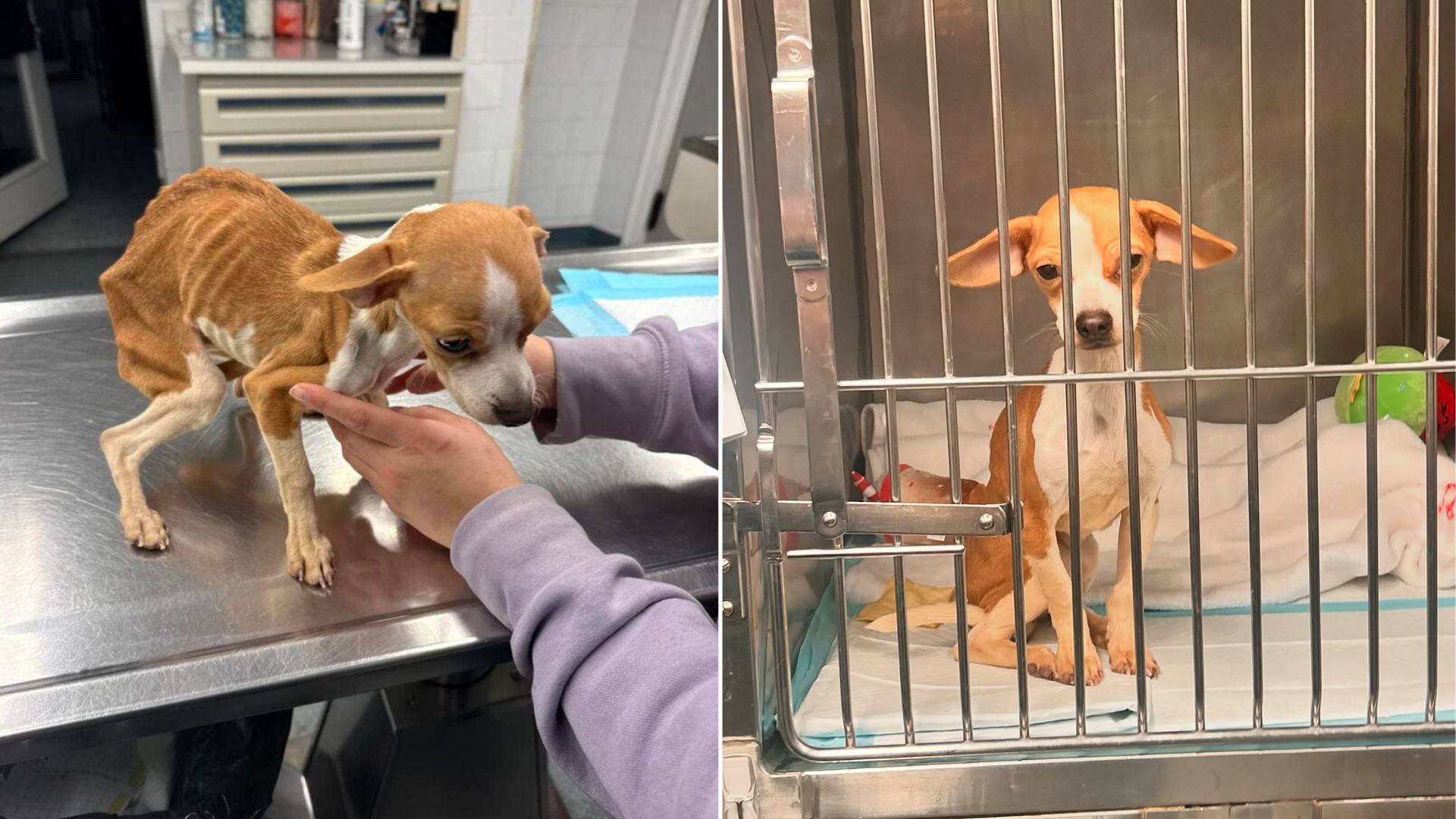 tiny malnourished puppy