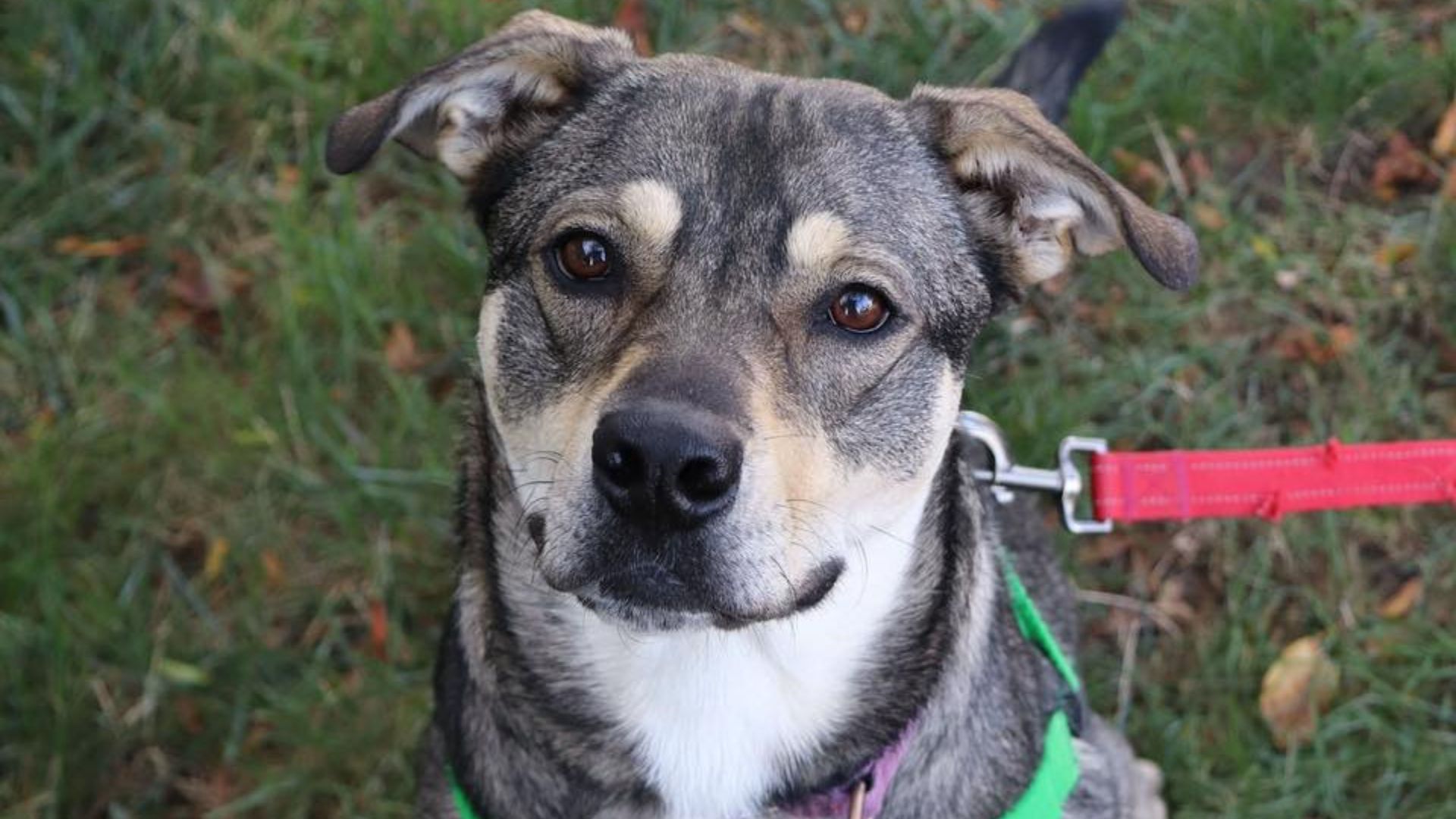 cute senior dog